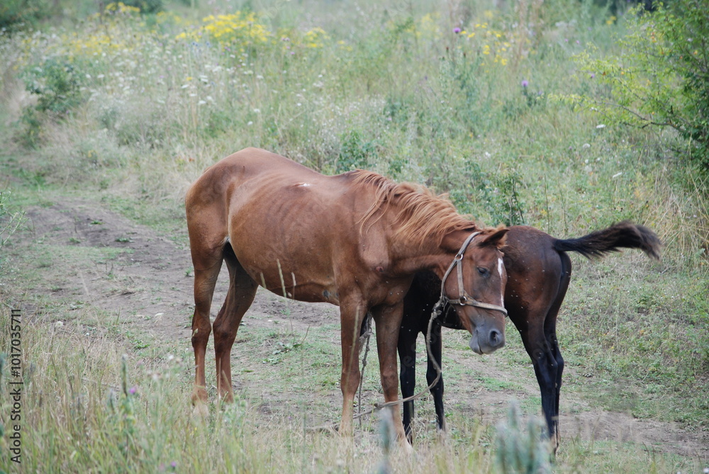 Two horses grazing in a meadow. An adult horse and a foal are standing on a green meadow and grazing the grass. They are brown in color. The adult is light brown. The young horse is brown.