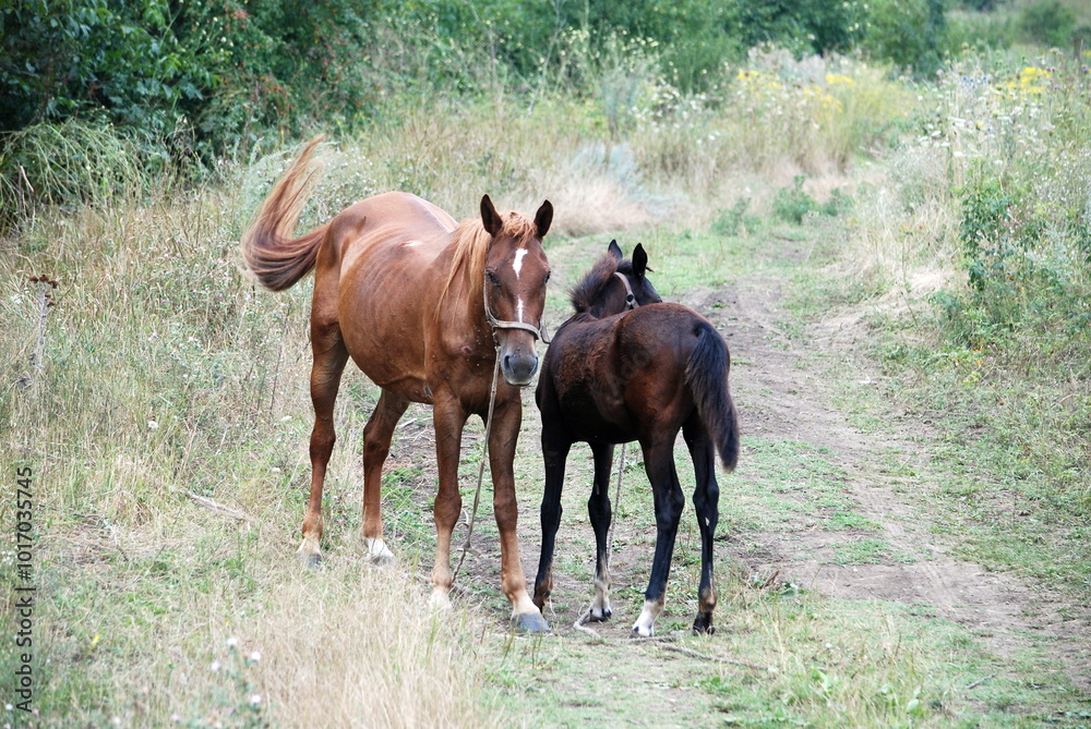 Two horses grazing in a meadow. An adult horse and a foal are standing on a green meadow and grazing the grass. They are brown in color. The adult is light brown. The young horse is brown. Two horses grazing in a meadow. An adult horse and a foal are standing on a green meadow and grazing the grass. They are brown in color. The adult is light brown. The young horse is brown.
