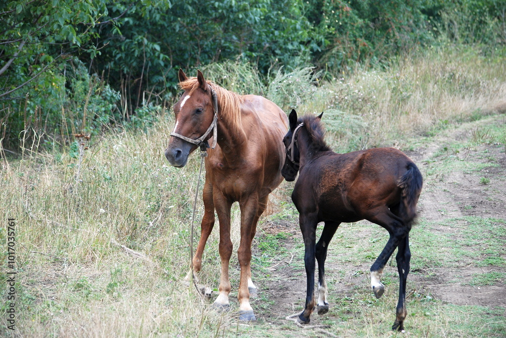 Two horses grazing in a meadow. An adult horse and a foal are standing on a green meadow and grazing the grass. They are brown in color. The adult is light brown. The young horse is brown. Two horses grazing in a meadow. An adult horse and a foal are standing on a green meadow and grazing the grass. They are brown in color. The adult is light brown. The young horse is brown.