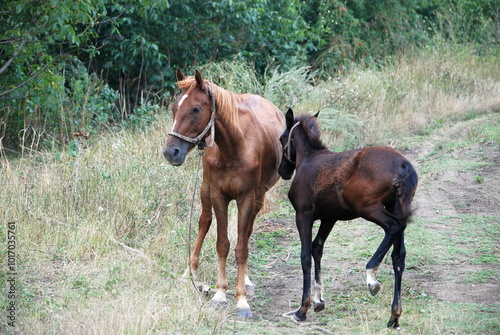 Two horses grazing in a meadow. An adult horse and a foal are standing on a green meadow and grazing the grass. They are brown in color. The adult is light brown. The young horse is brown.