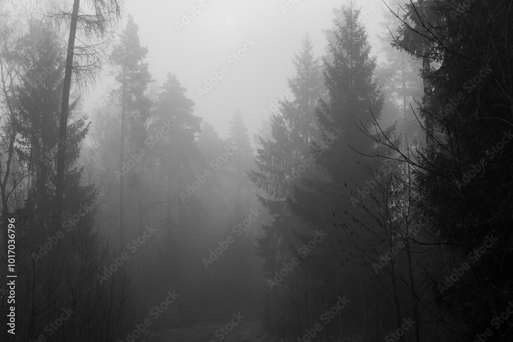 Obraz premium Ein nebliger Morgen