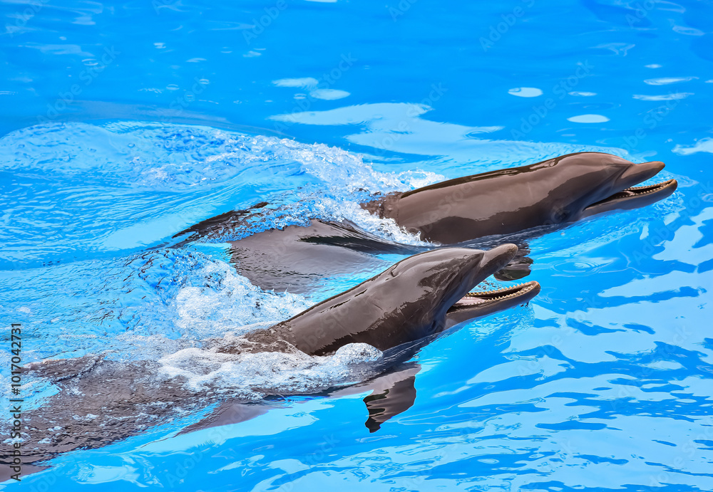 A dolphin is a highly intelligent marine mammal