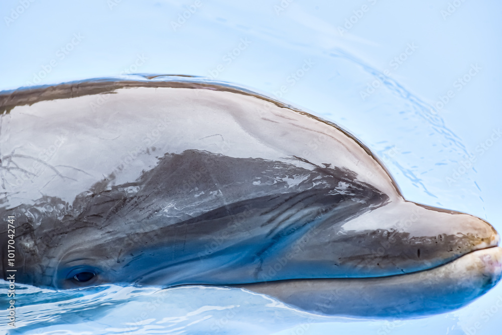 A dolphin is a highly intelligent marine mammal