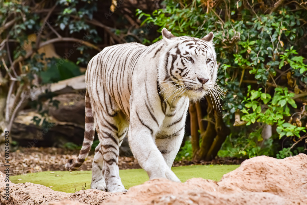 White tiger or Bengal tiger