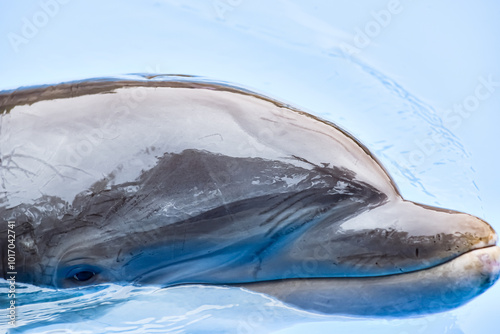 Obraz na płótnie A dolphin is a highly intelligent marine mammal w salonie