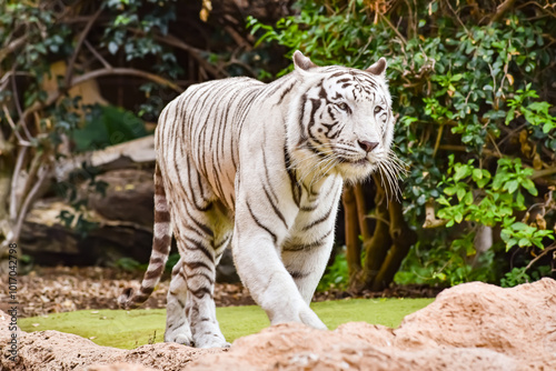Obraz na płótnie White tiger or Bengal tiger w salonie