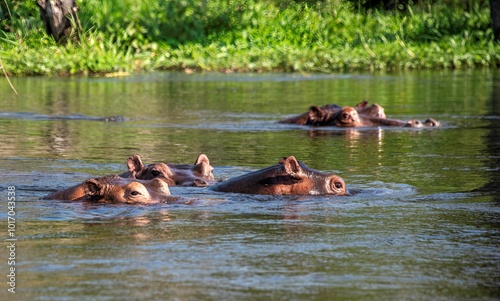 Hippopotamus in the water of the White Nile river at Murchison falls national park in Uganda