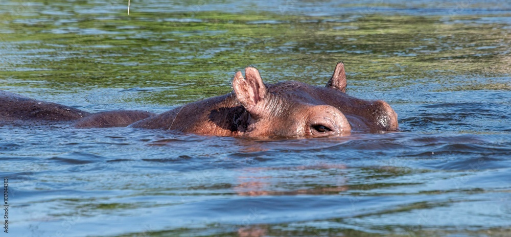 Hippopotamus in the water of the White Nile river at Murchison falls national park in Uganda Hippopotamus in the water of the White Nile river at Murchison falls national park in Uganda