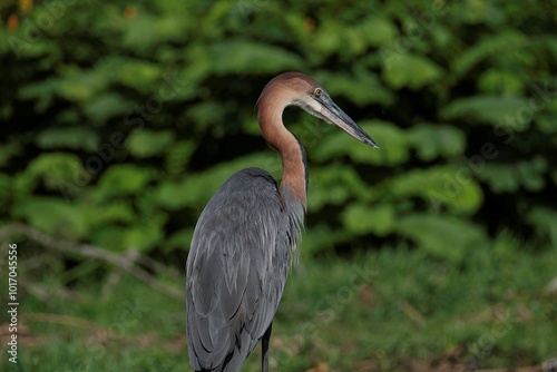 Goliath Heron at the white Nile river in Murchison falls national park in Uganda photo