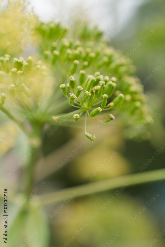close up of a flower