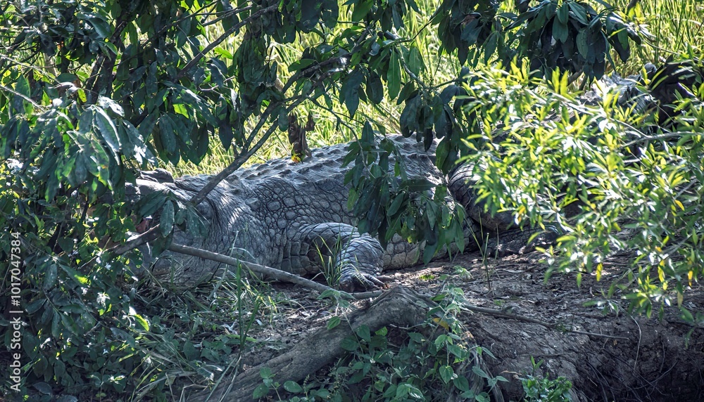 large Nile crocodile resting in a bush at the waterfront of the White Nile river at Murchison falls national park in Uganda large Nile crocodile resting in a bush at the waterfront of the White Nile river at Murchison falls national park in Uganda