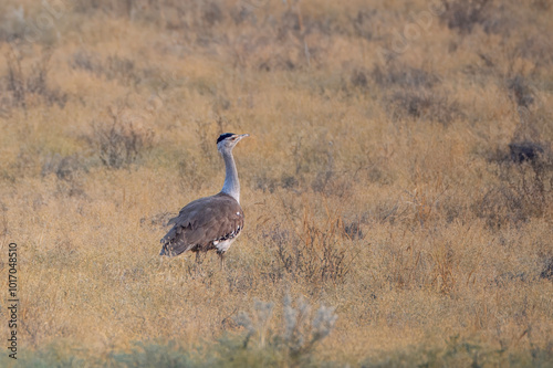 Fotografía great Indian bustard or Ardeotis nigriceps at desert national park in Rajasthan