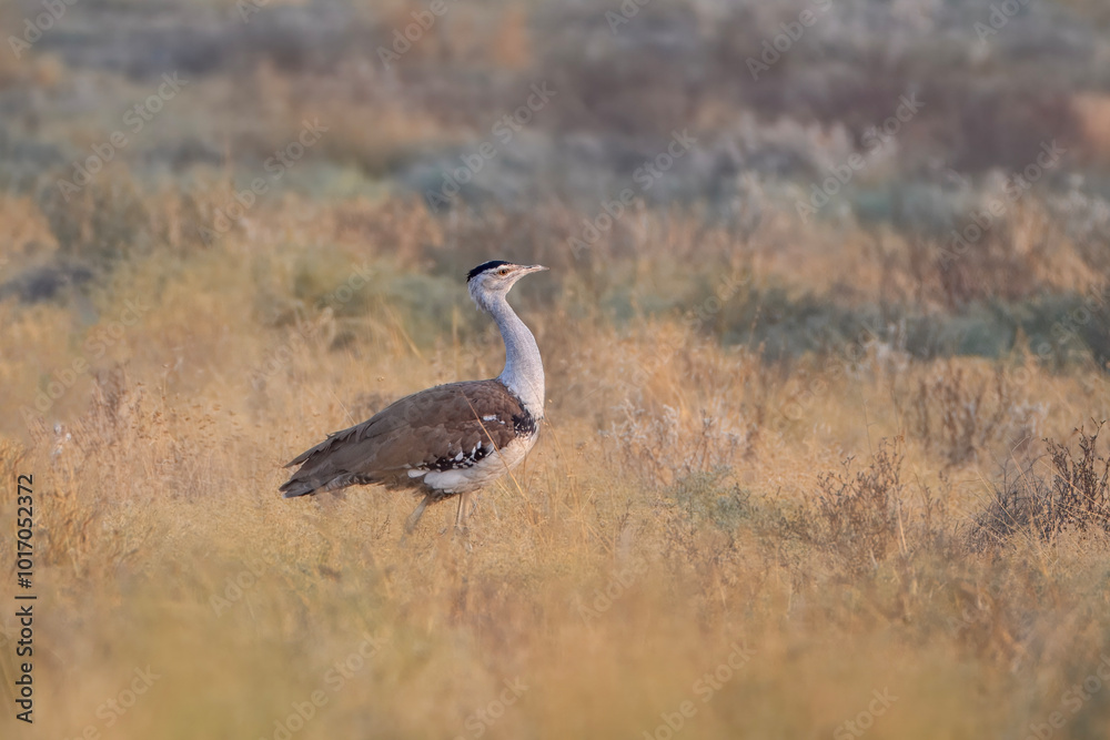 great Indian bustard or Ardeotis nigriceps at desert national park in Rajasthan great Indian bustard or Ardeotis nigriceps at desert national park in Rajasthan