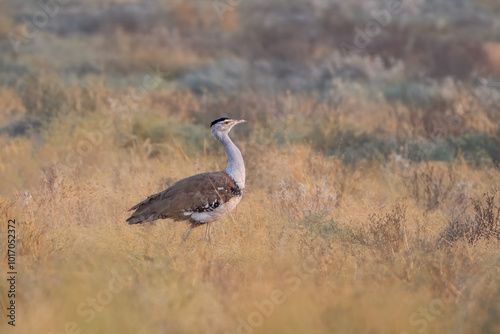 Bild auf Leinwand great Indian bustard or Ardeotis nigriceps at desert national park in Rajasthan