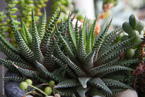 mix of succulents on the window zebra haworthia and crassula and string of pearls
