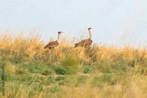 Quadro em tela great Indian bustard or Ardeotis nigriceps at desert national park in Rajasthan