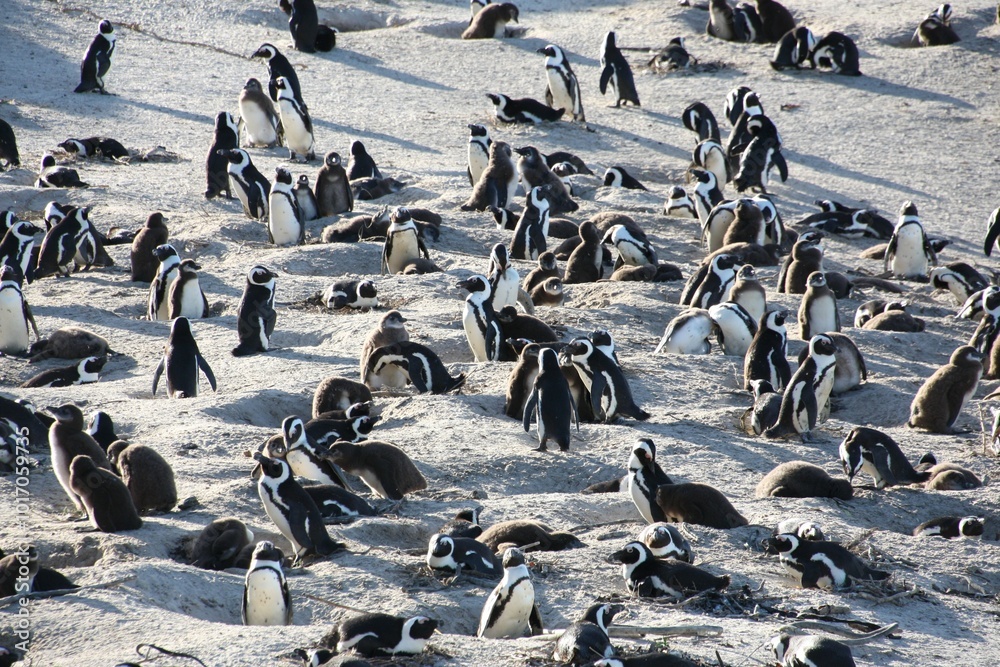 Fototapeta premium colonie de manchots du cap à simon's town en afrique du sud