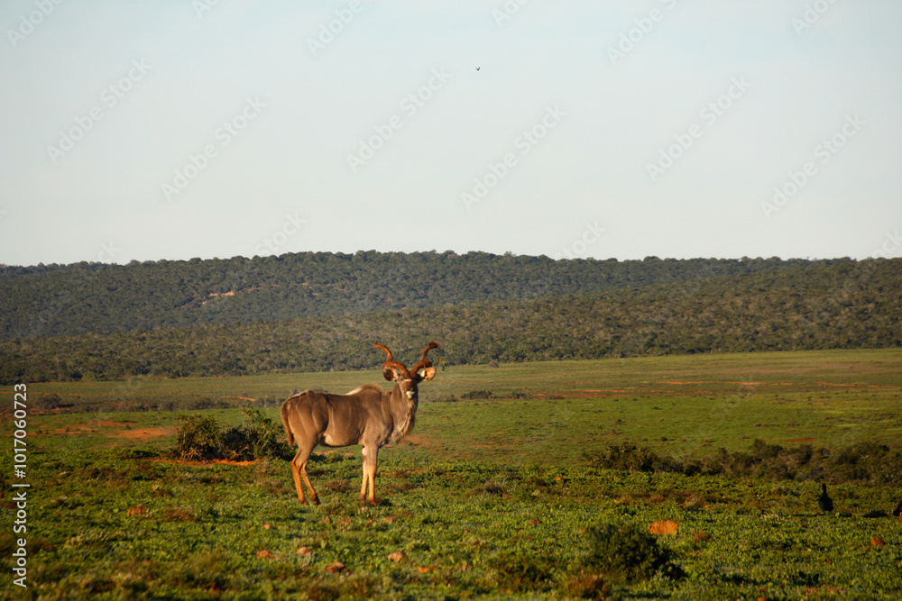 Koudou solitaire dans la savane verdoyante Koudou solitaire dans la savane verdoyante