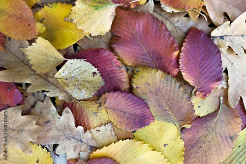 Autumn. Multi-colored leaves lie on the grass.