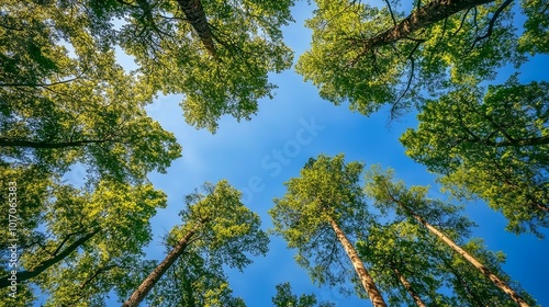 Captivating Canopy A Stunning View of Lush Green Trees Against a Clear Blue Sky