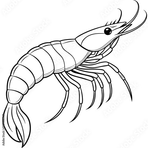shrimp vector illustration