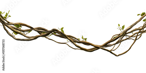 Fototapeta Naklejka Na Ścianę i Meble -  Twisted wild liana jungle vine isolated on white background, 