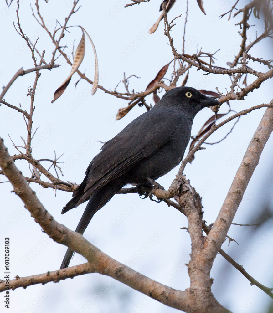A close photo of New Caledonian crow A close photo of New Caledonian crow