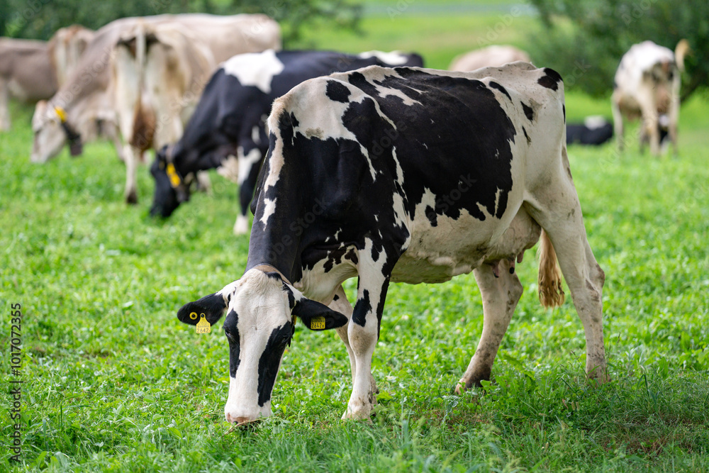 Cows on lawn. Cow grazing on meadow. Holstein cow. Eco cow farming. Cows in a mountain field. Cows on a summer pasture. Landscape with herd of cow grazing on field with fresh grass. Cows on lawn. Cow grazing on meadow. Holstein cow. Eco cow farming. Cows in a mountain field. Cows on a summer pasture. Landscape with herd of cow grazing on field with fresh grass.