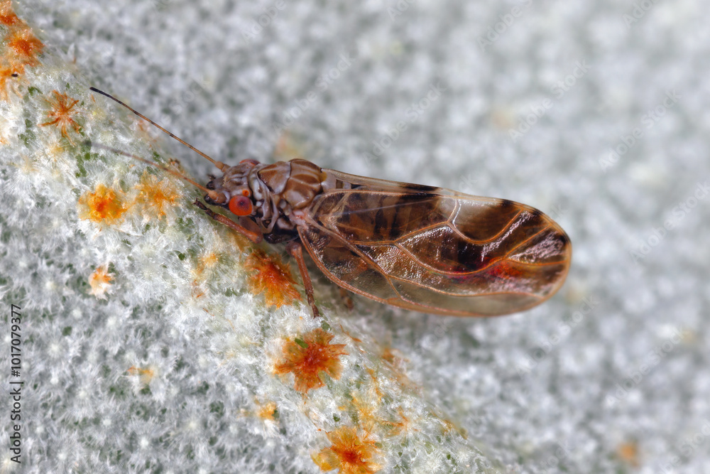 Obraz premium Elaeagnus sucker, Cacopsylla fulguralis. Adult winged pest on the underside of the leaf Elaeagnus x submacrophylla. Jumping plant lice (Psyllidae).