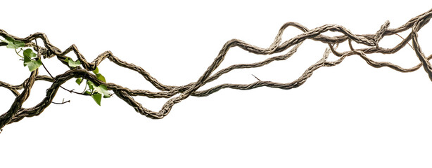 Twisted wild liana jungle vine isolated on white background, path
