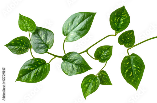 Green leaves of peppercorn plant isolated on white background, 