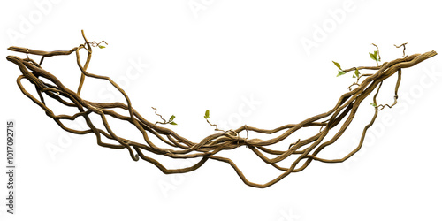 Twisted wild liana jungle vine isolated on white background,  photo