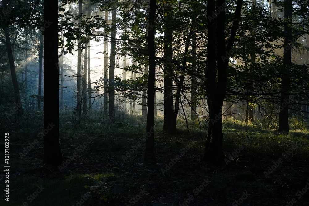 Obraz premium Beautiful forest at sunrise