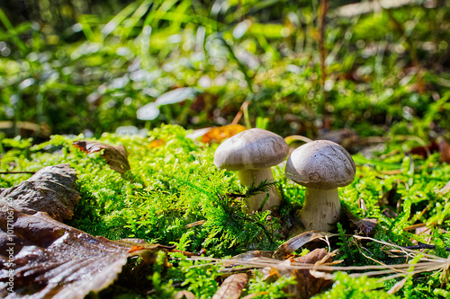 Two Edible Puffball mushrooms in the sunlight