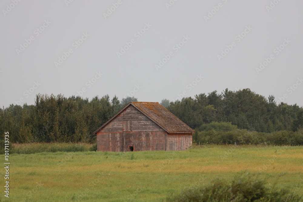 Fototapeta premium abandoned wooden farm building in overgrown grassy field