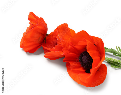 Beautiful poppy flowers on white background