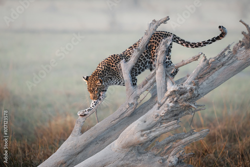 Leopard photo