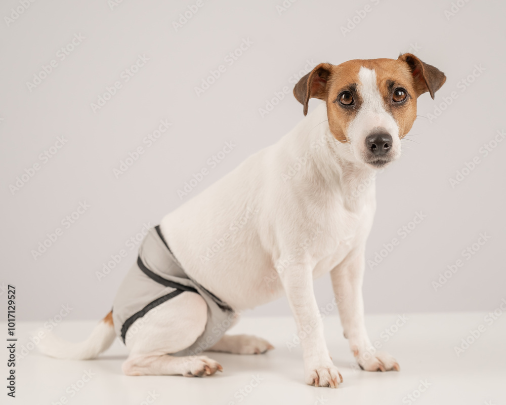 Cute Jack Russell Terrier dog wearing menstrual panties on a white background. Reusable diaper.