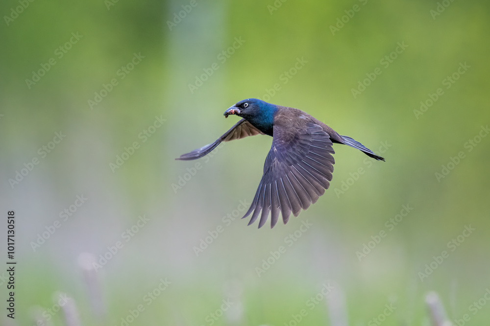 Fototapeta premium Common Grackle bird flying with grubs in beak