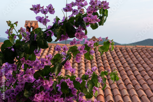 Bougainvillea with vibrant purple flowers growing by terracotta roof, with a Mediterranean backdrop of hills and sea. Concept of floral beauty, rustic charm, and Mediterranean garden life.  photo