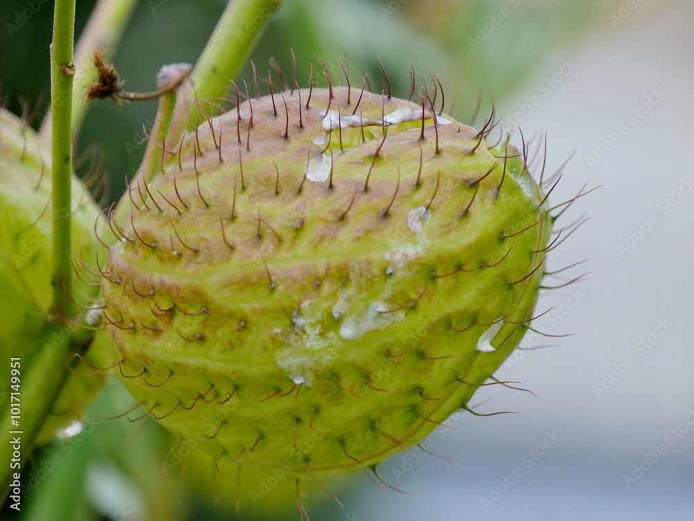 Fototapeta premium Gomphocarpus physocarpus - Schwanen-Seidenpflanze