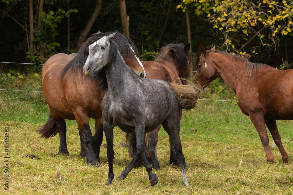 Fototapeta premium Herdenhierarchie