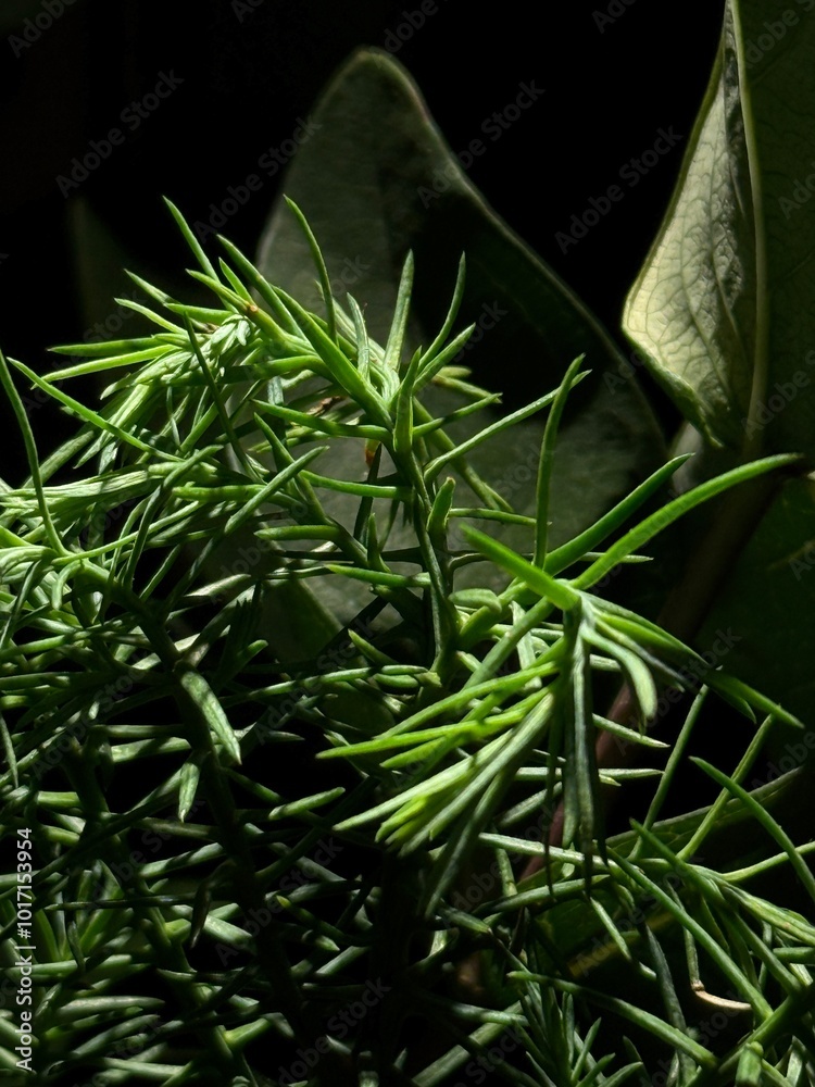 Naklejka premium leafs on a tree