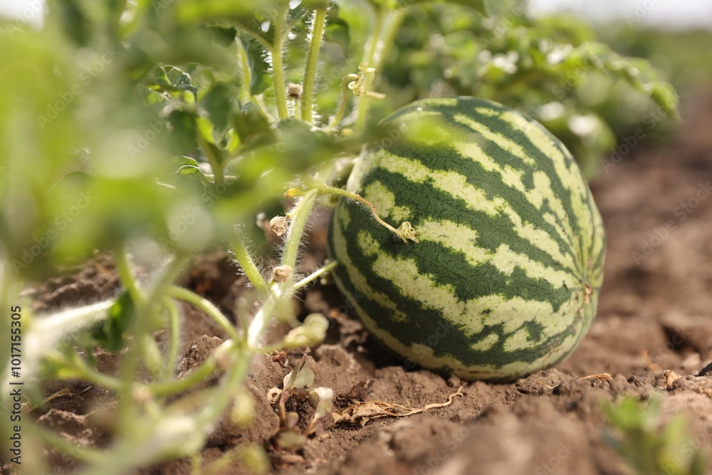 Ripe watermelon growing in field on sunny day Ripe watermelon growing in field on sunny day
