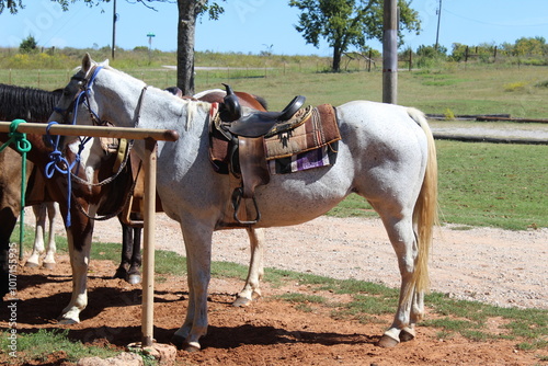 Grey Horse at The Riding Stables at Draper Lake in Oklahoma