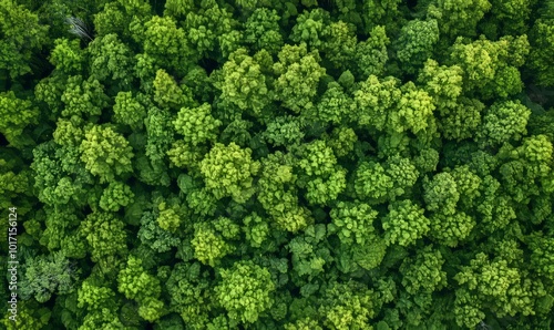 Aerial of thick wood of green trees beside paddock