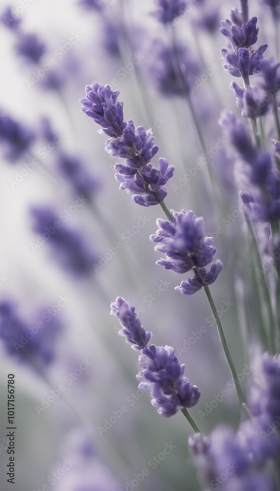 Beautiful fresh lavender flowers on a white background vertical Beautiful fresh lavender flowers on a white background vertical
