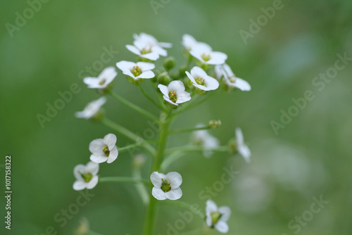 Little beautiful white flowers grow in the park