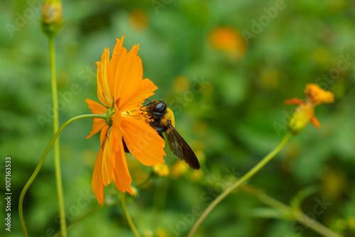 花の蜜を吸うクマバチ