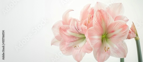 Pastel Pink Amaryllis Flower Isolated on White Background